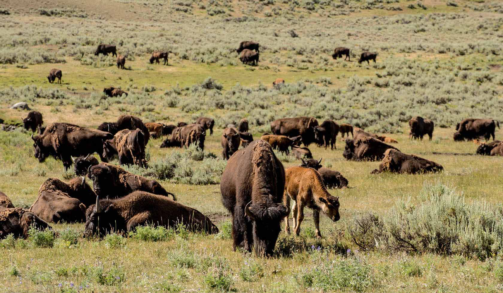 Jour 13 faune sauvage à Yellowstone